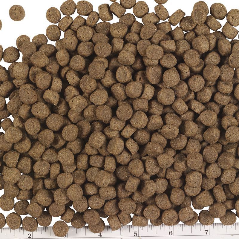 Pmi Nutrition Exclusive All Life Stages Lamb Brown Rice