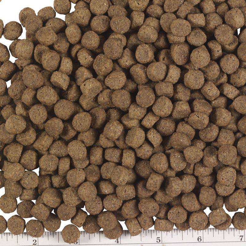 Pmi Nutrition Exclusive All Life Stages Lamb Brown Rice