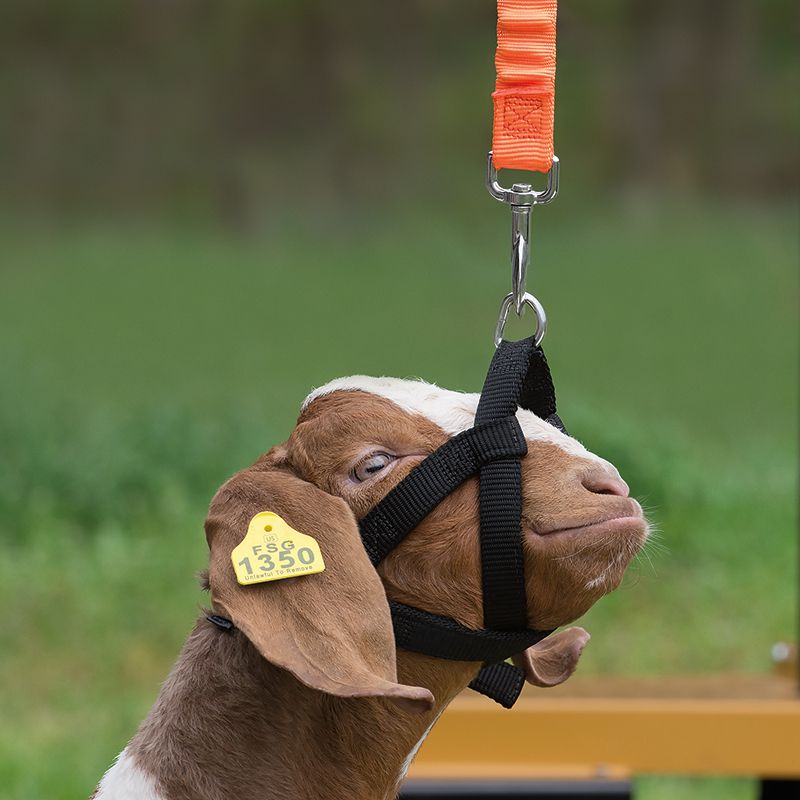 Weaver Leather Leather Orange Bungee Sheep and Goat Walking Tie