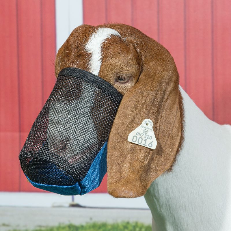 Weaver Leather Leather Deluxe Adjustable Goat/Sheep Muzzle Blue