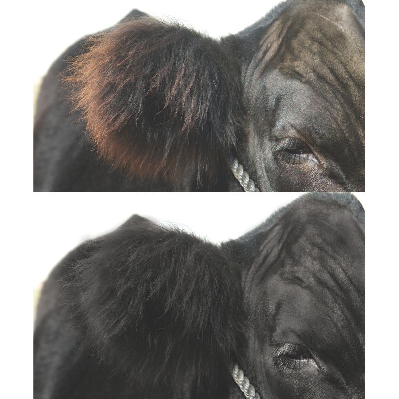 Weaver Leather Leather ProDye Livestock Hair Dye