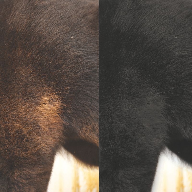 Weaver Leather Leather ProDye Livestock Hair Dye