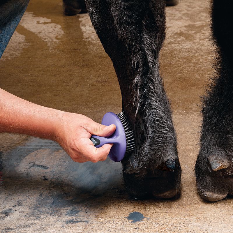 Weaver Livestock Leather Purple Breakdown Brush