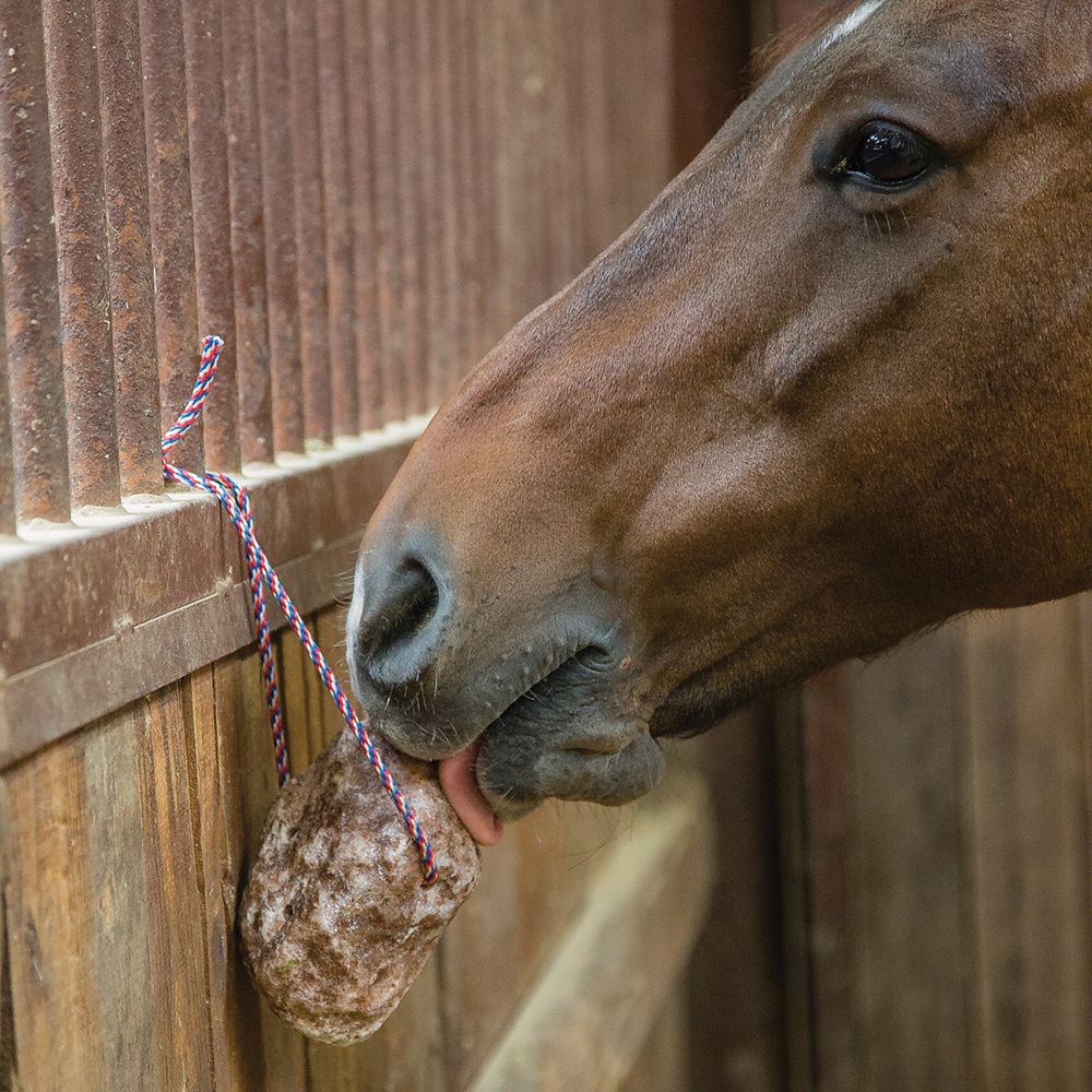 Redmond Equine