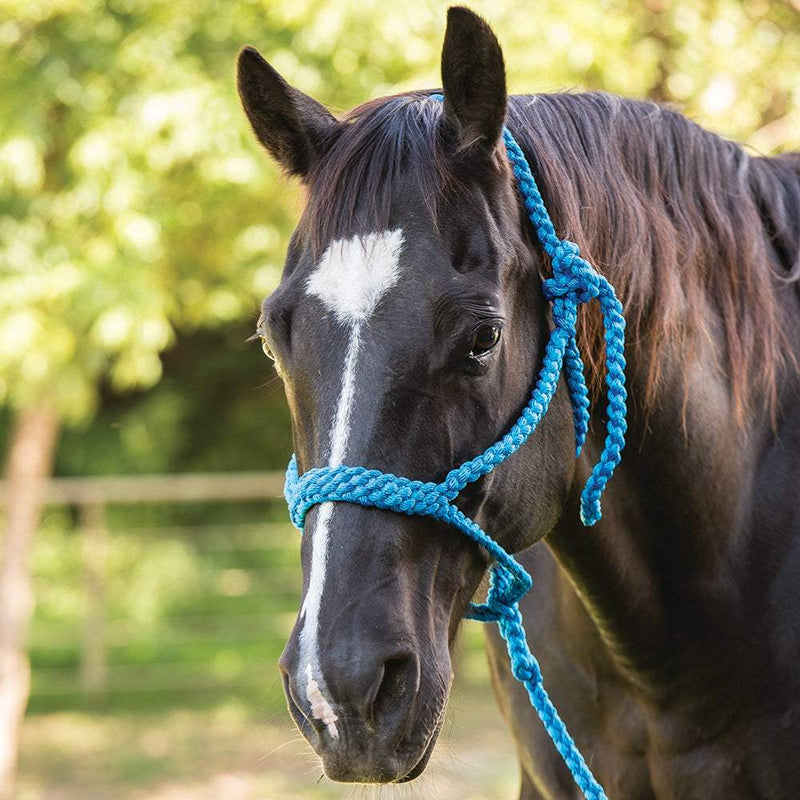 Mustang Flat Plaited Noseband Halter
