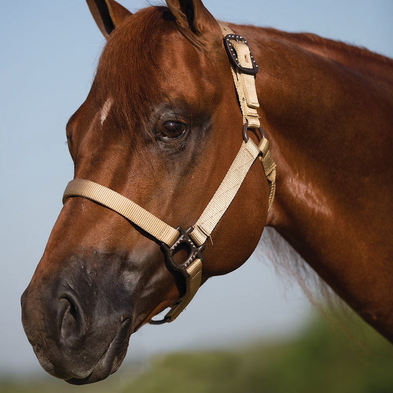 Mustang Antique Dot Halter
