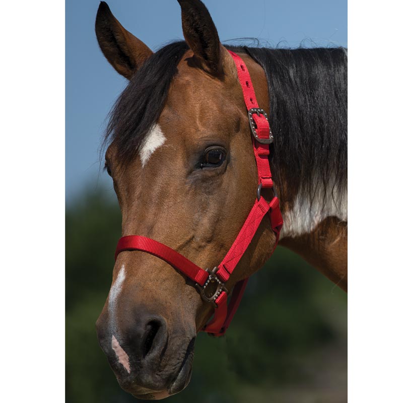Mustang Antique Dot Halter