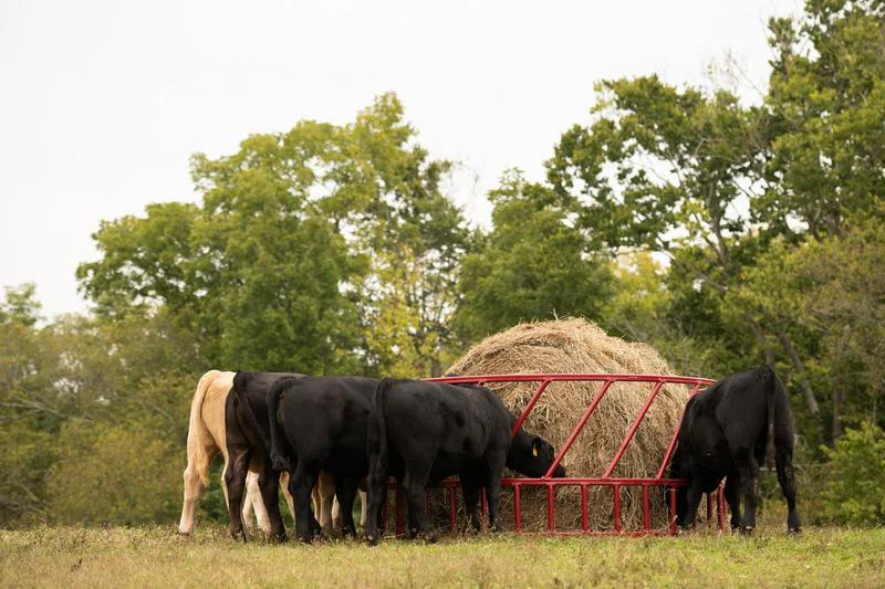 Tarter Steelcor Cattle 8ft Feeder
