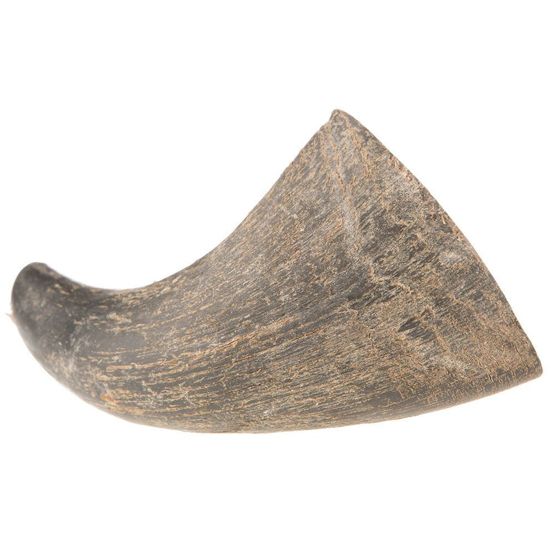 Small Buffalo Horn