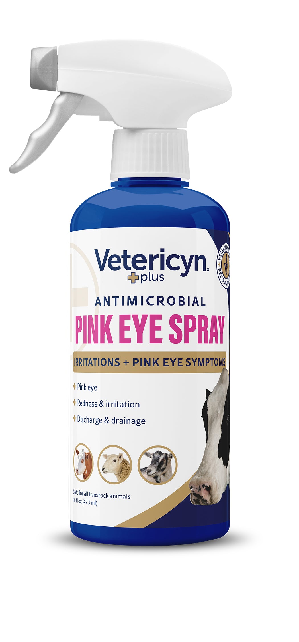 Eye