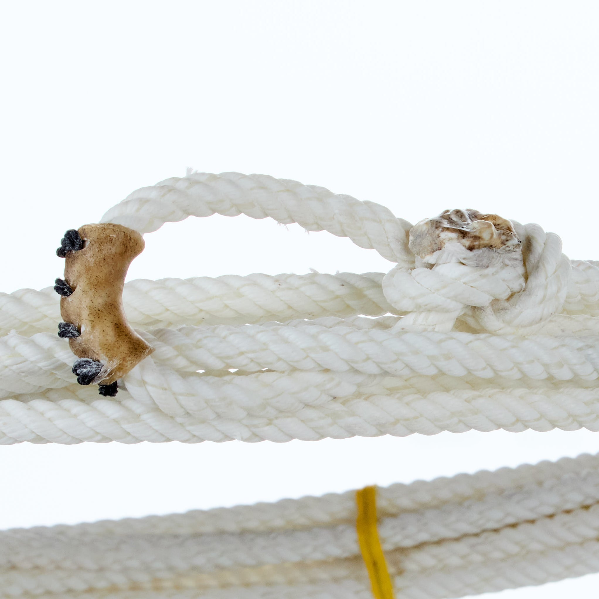Cactus Ropes & Stran Smith's Destiny 28ft Calf Rope