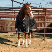 Classic Equine Black 1200D Winter Horse Blanket 100g