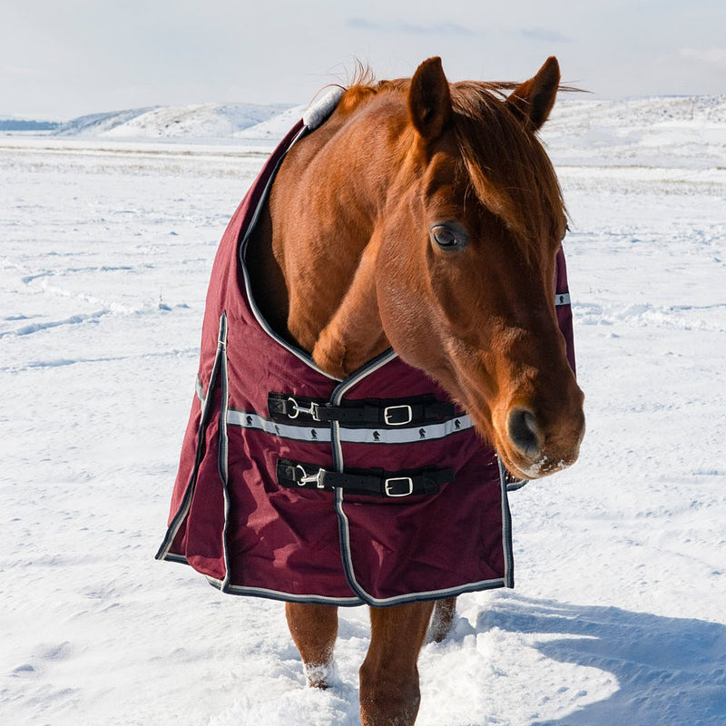 Classic 10K Trainer Winter Horse Blanket