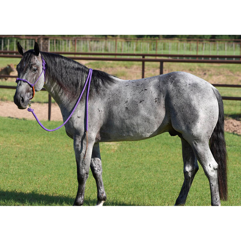 NRS Knotted Rope Halter With Attached Lead Rope