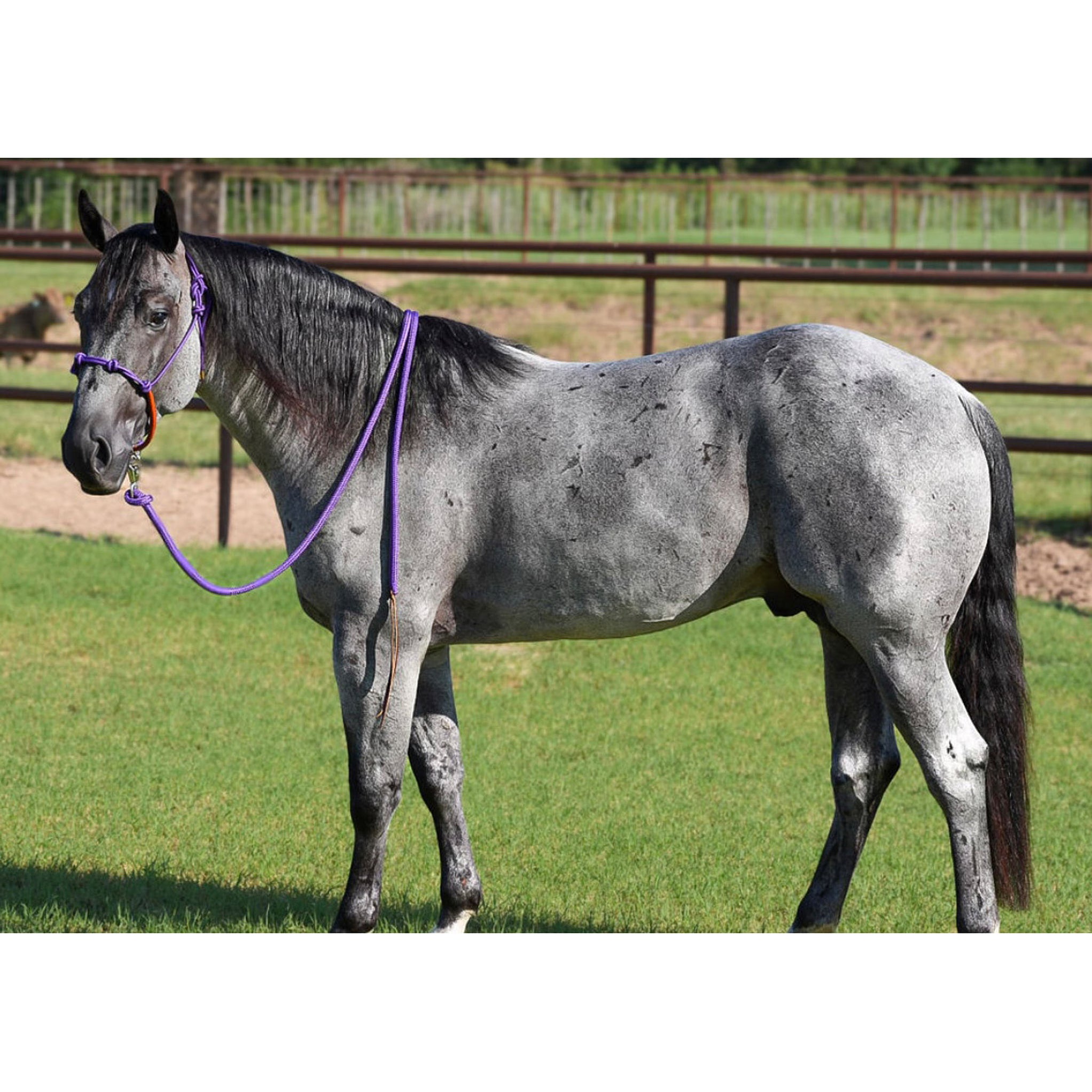 NRS Knotted Rope Halter With Attached Lead Rope