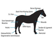 100X Equine EquiLaser