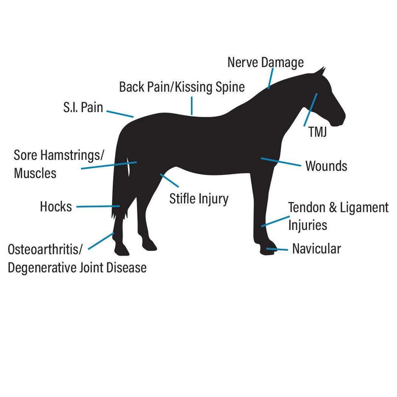 100X Equine EquiLaser