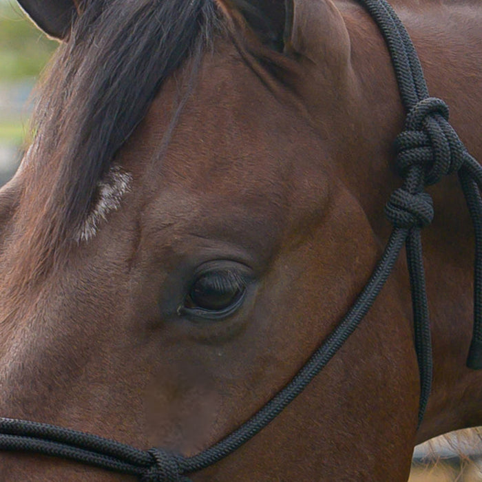 Professionals Choice Equissential Rope Halter with 8ft Attached Lead Rope