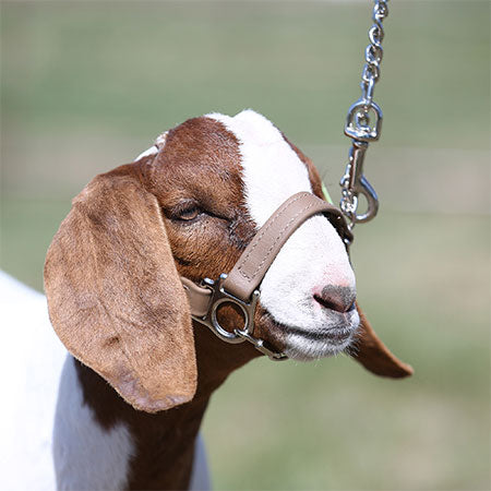Sullivan Supply First Class Halter - Lamb and Goat