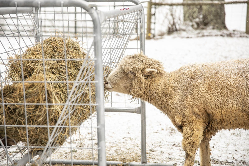 Tarter Goat Hay Rack