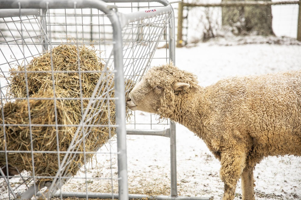 Tarter Goat Hay Rack
