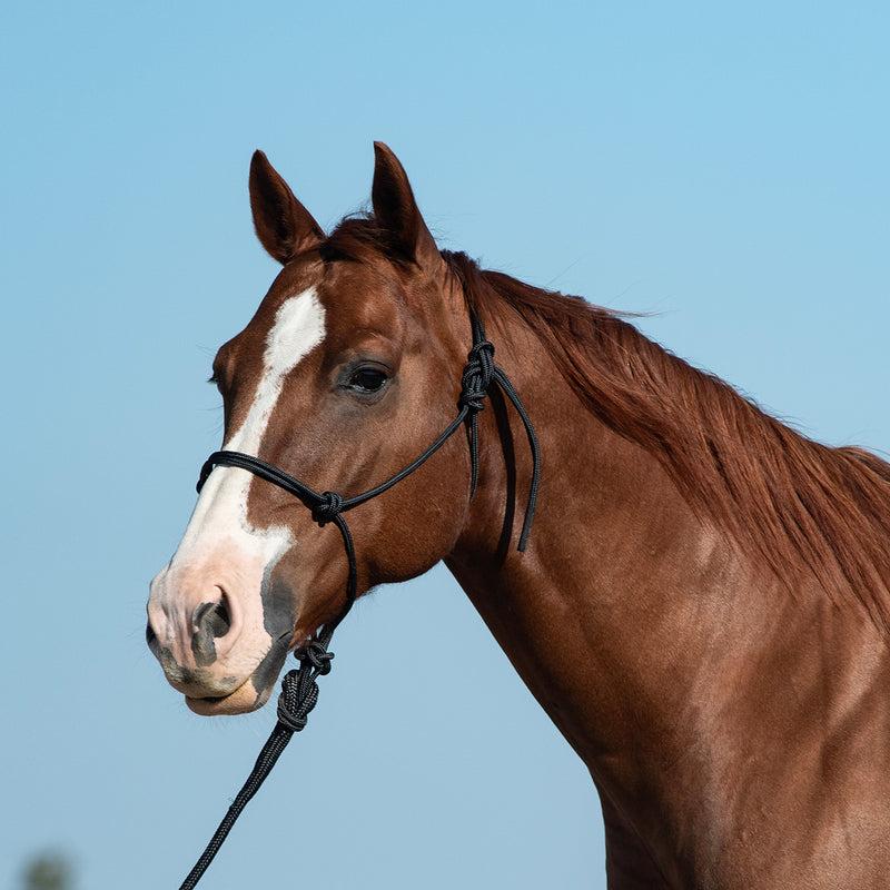 Classic Equine Halter with 9ft Leadrope