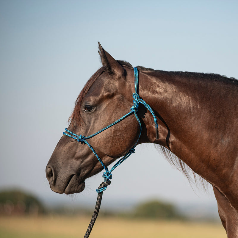 Classic Equine Halter with 9ft Leadrope