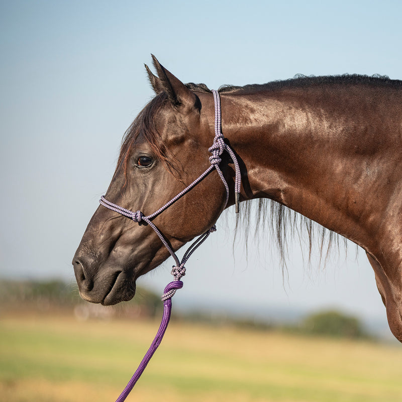 Classic Equine Halter with 9ft Leadrope