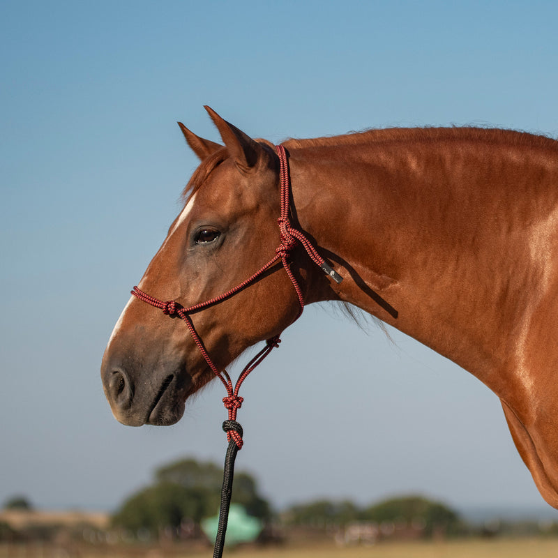Classic Equine Halter with 9ft Leadrope