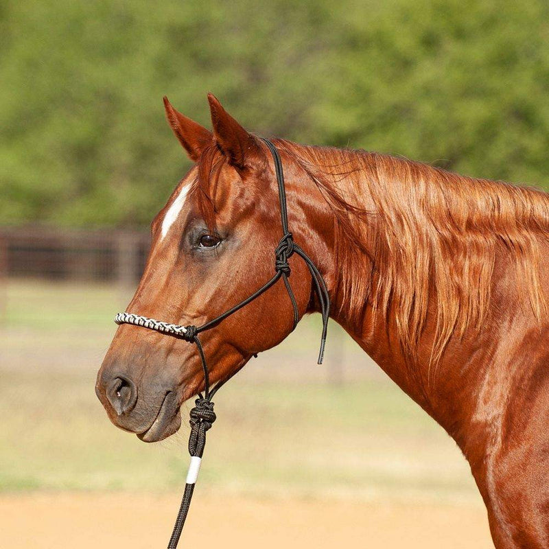 Classic 3-Tone Halter and 9-Foot Leadrope