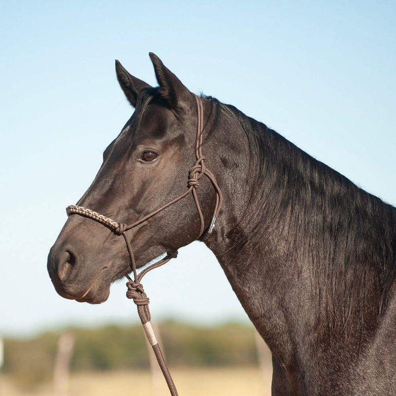 Classic 3-Tone Halter and 9-Foot Leadrope