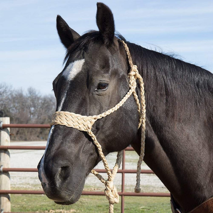 Classic Wide Nose Mule Tape Halter With Lead Rope