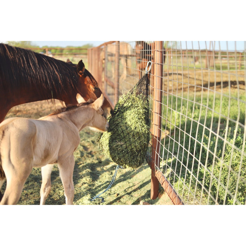 Haychix Half Bale 1 3/4 Inch Redemption Turquoise 2.0 Hay Net