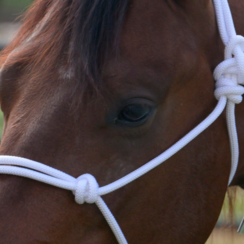 Professional's Choice White Rope Halter with Attached Lead Rope