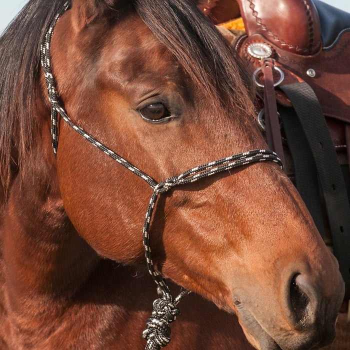 Chocolate & White Gator 3 Piece Bronc Halter Horse Tack 