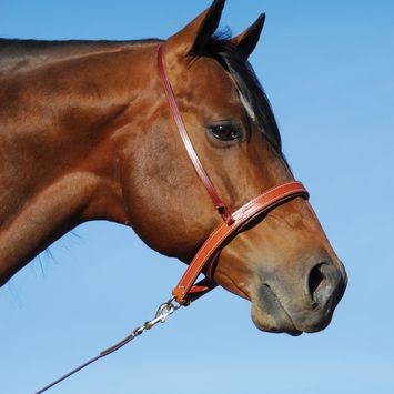 Martin Saddlery Harness Leather Noseband/Cavesson Combo