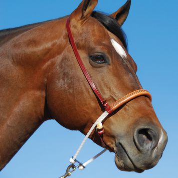 Martin Saddlery Double Rope Horse Noseband with Cavesson