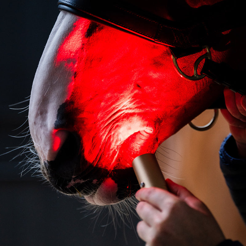Horseware Ireland LED Red Light Therapy Wand