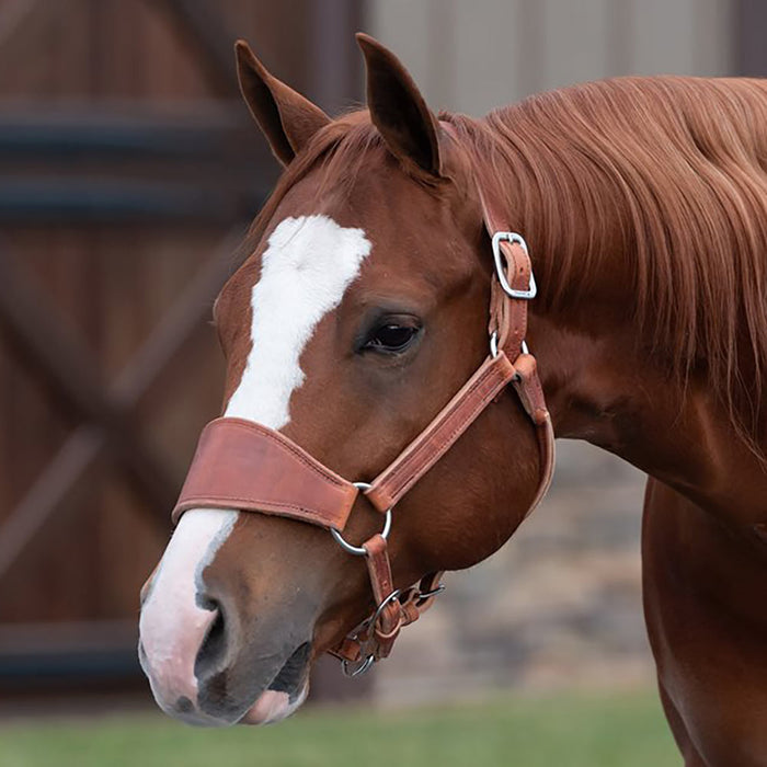Perris Leather Ranch Halter