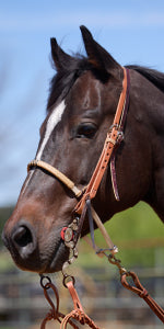 Headstalls