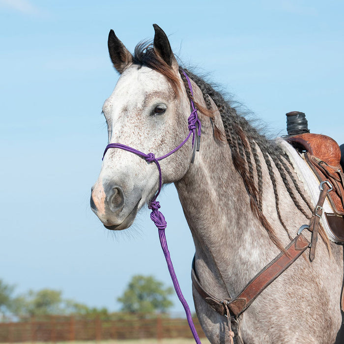 Classic Equine Purple Halter with 9` Lead