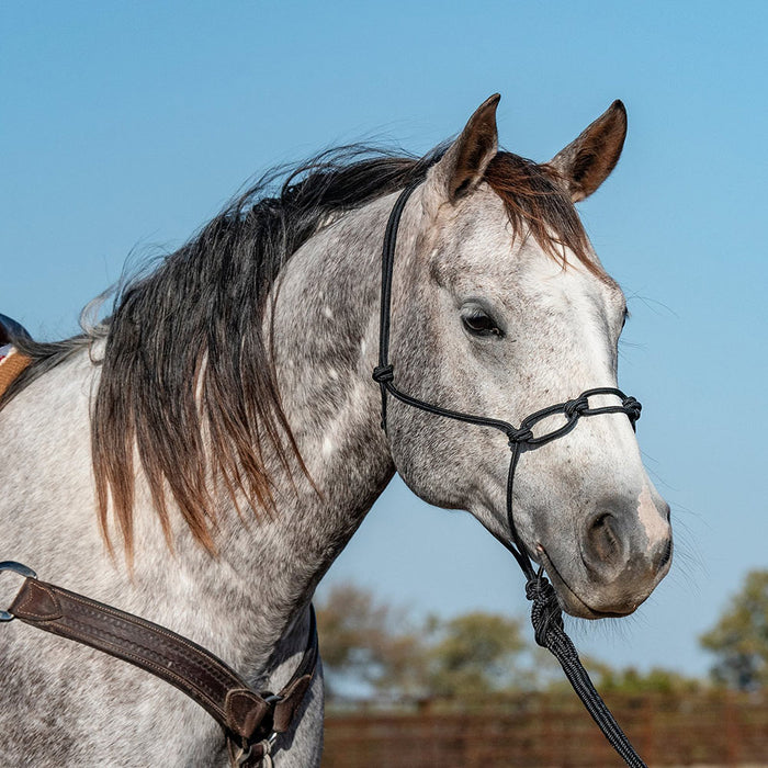 Classic Equine Black Chain Link Rope Halter