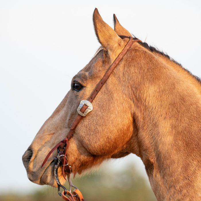 Martin Saddlery Chocolate Roughout Salinas Buckle Split Ear Headstall