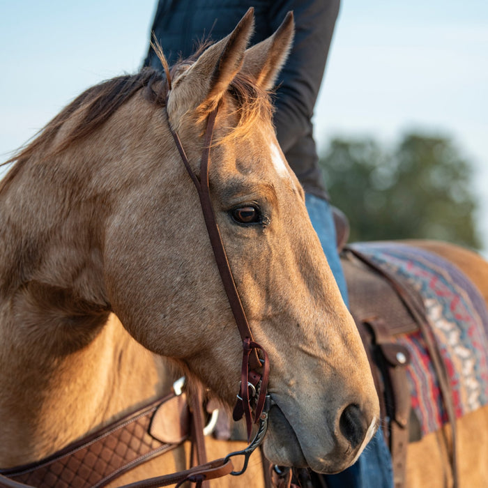 Martin Saddlery Chocolate Roughout Salinas Buckle Split Ear Headstall