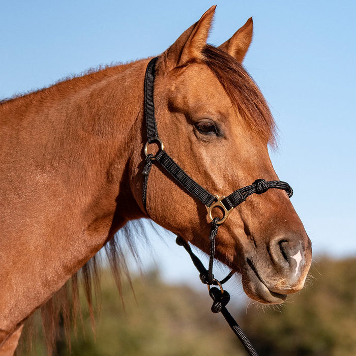 Cashel Company Nylon Rope Combination Halter