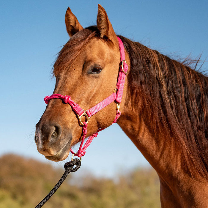 Cashel Company Nylon Rope Combination Halter