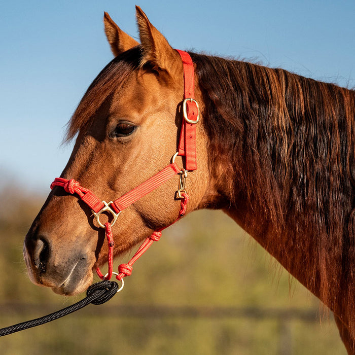 Cashel Company Nylon Rope Combination Halter
