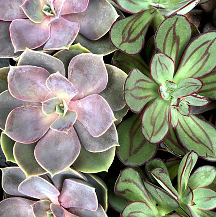 Pink Picasso Such A Succulents Paint By Numbers